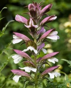 La fleur d'acanthe est une hampe florale composée de plusieurs fleurs de couleur blanc et violet. Les fleurs mesurent parfois plus d' un mètre !.